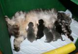 Kasian's first litter & Hanni's third litter