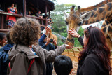 Claire feeding the giraffes