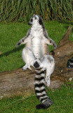 Lemur  sunning  itself