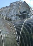 Palm house Kew