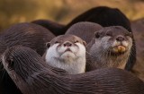 Cudley Otters