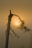 SUNRISE9