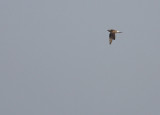 Svartvingad vadarsvala / Black-winged Pratincole