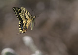 Scarce Swallowtail (Lesvos) (IMG_0655)