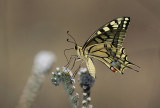 Scarce Swallowtail (Lesvos) (IMG_0669)