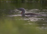 Smlom [Red-throated Diver] (IMG_9214)