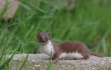 Smvessla [Mustela nivalis] (IMG_6308)