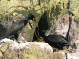 FARNE ISLANDS  NORTHUMBERLAND