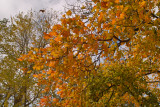 Autumn Images