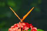 F21--Butterfly Farm, St Martin