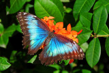 F26--Butterfly Farm, St Martin