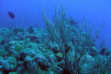 H15--Underwater Saba, Hot Springs Reef