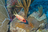 H44--Underwater St Maarten, Gregory site, squirrelfish