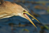 Little Bittern.