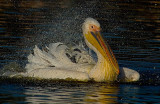 White Pelican.