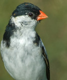 Pin-Tailed Whydah.