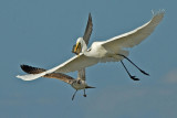 Great  Egret & Herring Gull.