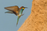 Bee-eater.