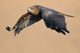 Black Kite.