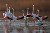 Flamingo Dance...