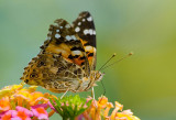 Vanessa Cardui.