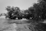 flooded trees