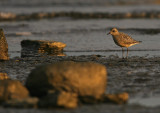 Kustpipare/Grey Plover