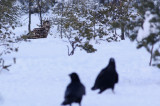 Havsrn/White-tailed Eagle