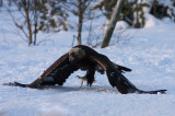 Kungsrn/Golden Eagle