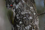 Grspett/Grey-headed Woodpecker