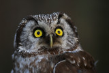 Prluggla/Tengmal`s Owl.