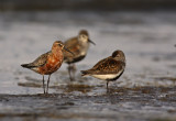 Spovsnppa/Curlew Sandpiper