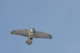 Hkuggla/Hawk Owl