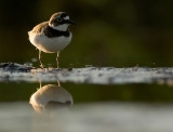 Mindre strandpipare/Little Ringed Plover