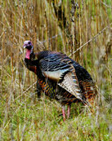 WILD TURKEYS  067.jpg