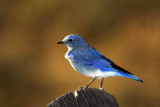 BLUE BIRD 1.jpg