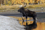 Moose bull  stepping fr water 2008-123-2 copy.jpg