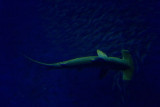 Hammerhead shark.jpg