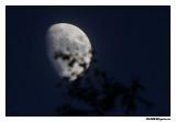 moon_7162.jpg