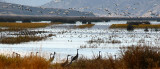 Waterfowl on the Lake