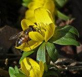 Spring is Near
