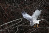 Hovering