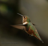 Female Rufous Hummingbird