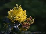 Oregon Grape