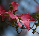 Pink Dogwood