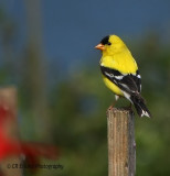 Goldfinch on a Post