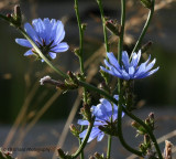 Chicory