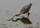 Heron Fishing