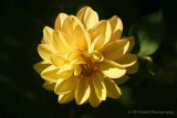 Yellow Dahlia