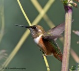 Late Summer Visitor